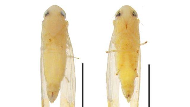 산림청 국립수목원, 애매미충 2신종 추가 발견하여 학계 보고