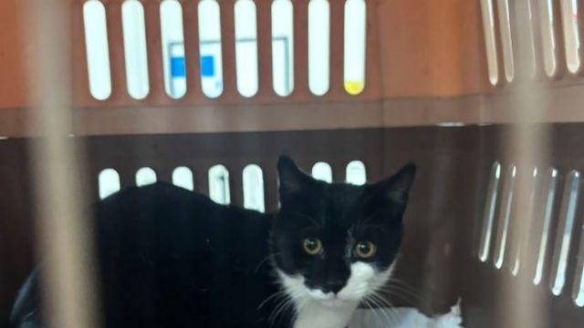 광명시, 올해 길고양이 500마리 중성화… 주민 불편 완화