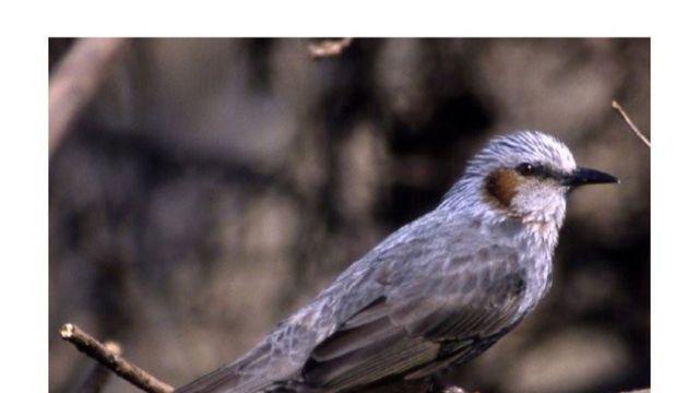 이름 뭐냐고 ㅈㄴ 궁금해하는 새 투탑