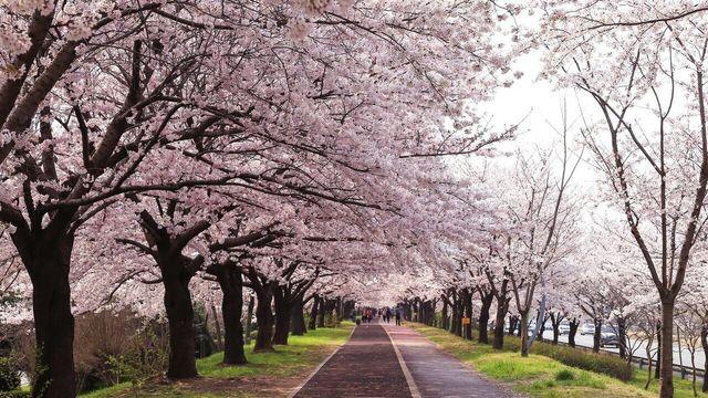 마음은 벌써 '봄'! 국내 봄 여행 검색 65% 급증... 벚꽃여행 어디로 갈까!