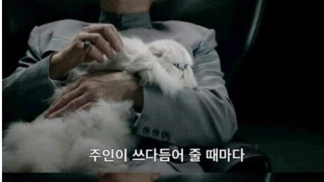 고양이를 기르면 건강해지는 이유