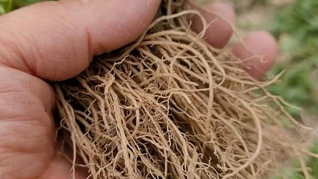 쓸모없다면서 보이는 족족 뽑아 버렸는데, 이젠 돈 주고도 사 가는 '식재료'