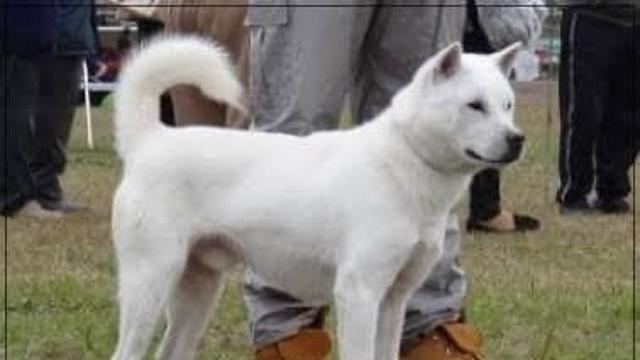 진돗개와 가장 외모가 닮은 견종