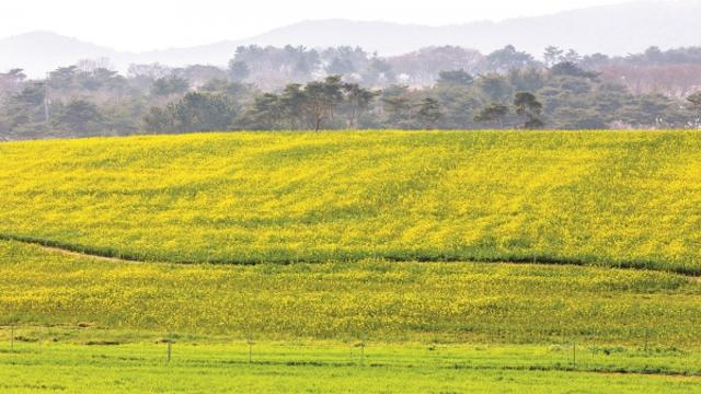 놀랍게도 여기가 외국 아니고 한국이라고 함