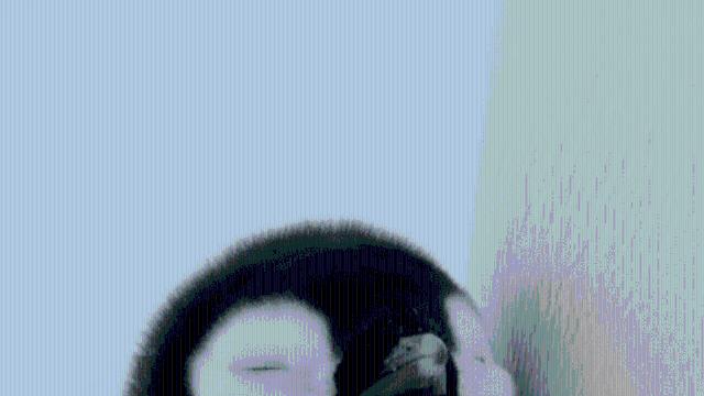 그냥 아기 펭귄 자는 모습