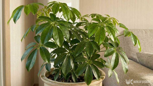 가습기보다 낫다…실내 공기 바꾸는 한국 반려식물 BEST5