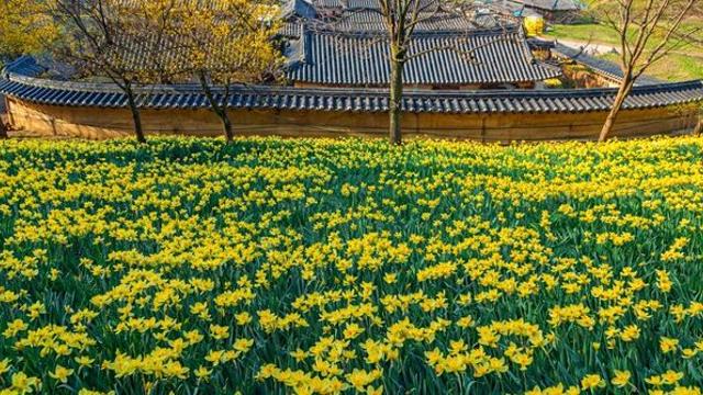 봄 되면 여기부터 난리난다… 3월부터 개화하는 ‘1만 평 수선화’ 성지