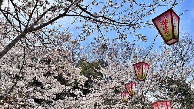 일본 벚꽃여행, 크루즈 타고 즐겨요!