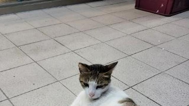 대만, 10년간 신생아 50% 감소…반려 고양이 등록 4배로