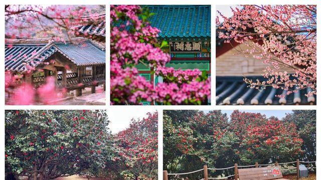 이번 봄 어디로? 딸기·주꾸미·꽃길까지 즐기는 충남 봄여행