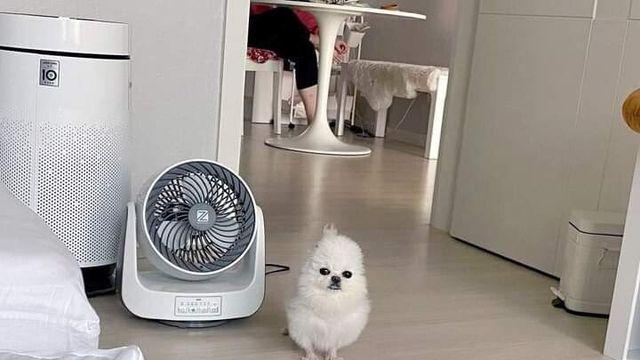 포메라고 데려왔더니 갈수록 병아리가 되어가는 강아지