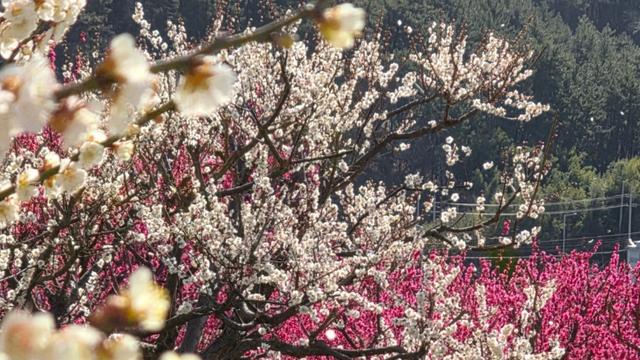 성큼 다가온 봄, 지금 바로 매화 볼 수 있는 명소 3