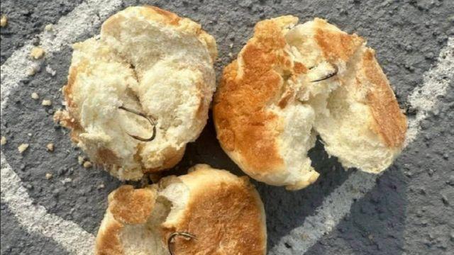 반려견 놀이터에 '낚싯바늘 빵' 던져놓은 남성, 붙잡고 보니