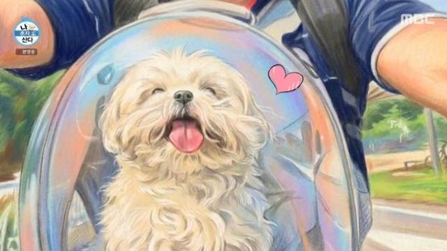 “이렇게 건강했는데…” 꽃분이, 무지개다리 건너기 전 전현무 만났다 (나혼산)