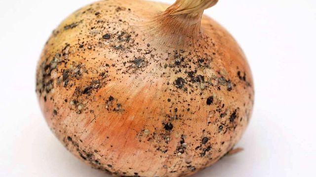 흙이나 먼지 아니었어?…양파 껍질의 '검은 점' 정체, 알고 보니