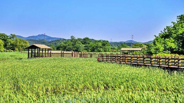 주말 나들이 고민 끝내줄 '무료' 갈대숲…시화호의 기적, '국내 1호' 인공습지