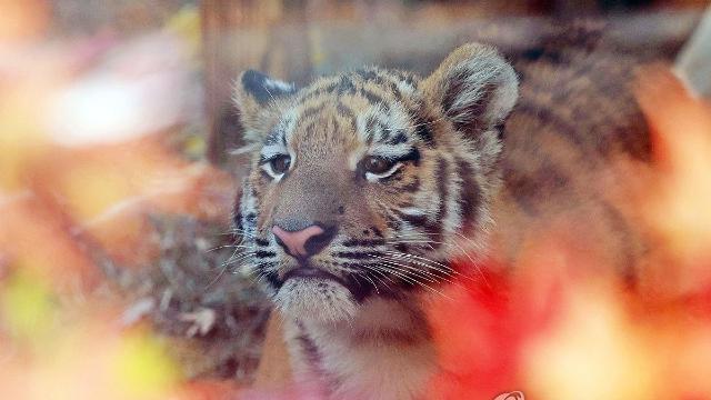 일제 때 사라진 백두산호랑이…동북아 6국 복원 위해 뭉친다