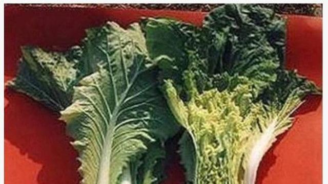 우장춘 박사의 진짜 업적