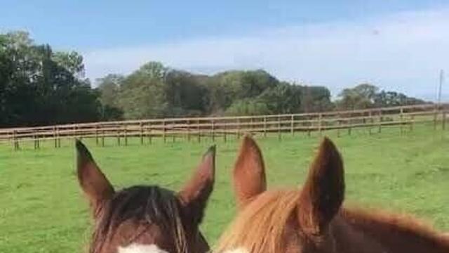 말들이 사이가 좋을때 하는 행동