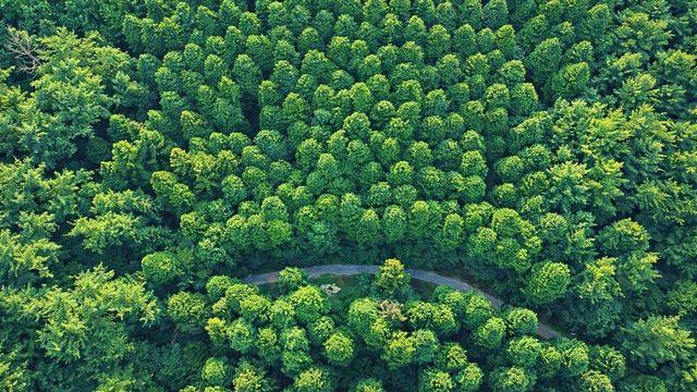한국에도 이런 숲길이 있다고?…해외 뺨치게 놀라운 풍경의 '무료 명소'