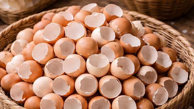 “1개당 1% 미만 희소 성분” 계란 껍데기서 발견된 '이것'…이 좋은 걸 왜 몰랐죠