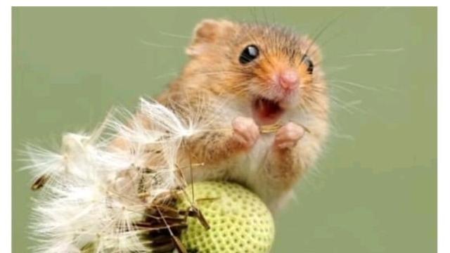 한국에 사는 귀여운 쥐...jpg