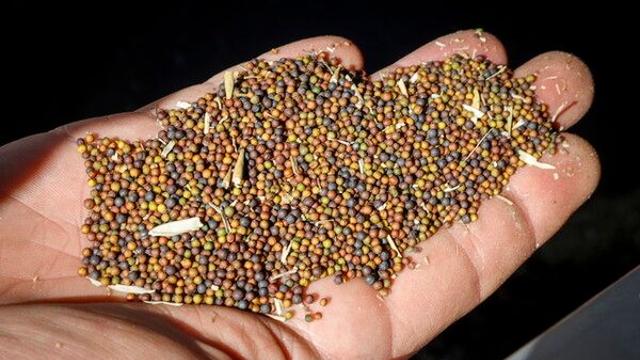 중국, 캐나다산 농수산물 고율 관세 한시 철회…통상 갈등 완화 신호탄