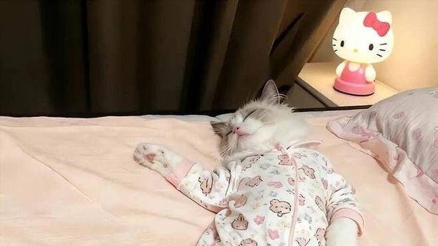 아기 옷입는 털바퀴