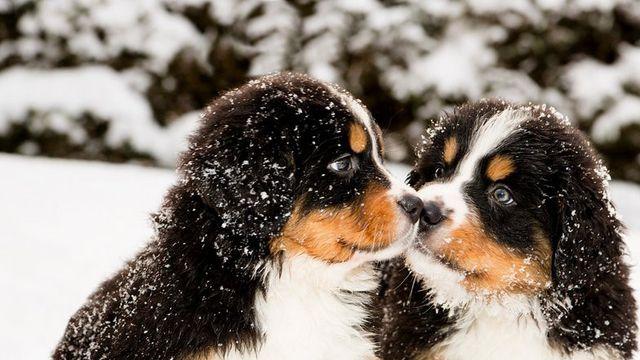 암 발병률 50%라는 견종