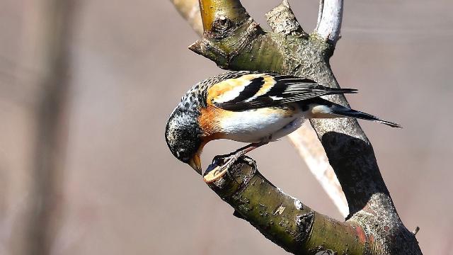 삼일절 낮 6∼16도 포근…수도권·강원내륙 불조심