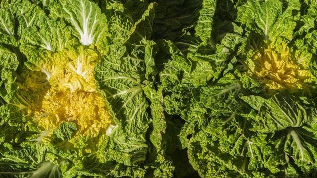 'SNS 대란템, 아무거나 고르면 안 됩니다..' 채소 가게 사장님의 추천, 신선하고 맛있는 봄동의 '외형 특징'