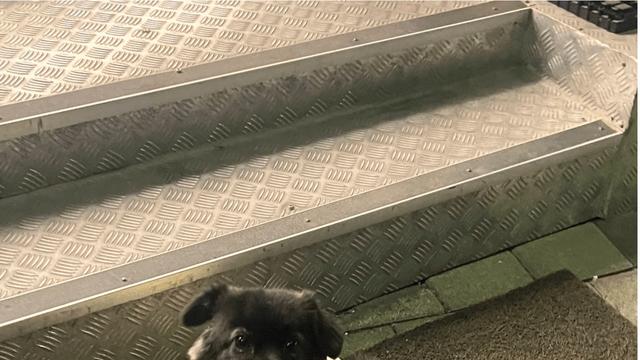 편의점에서 고구마 판다는 걸 알게된 댕댕이