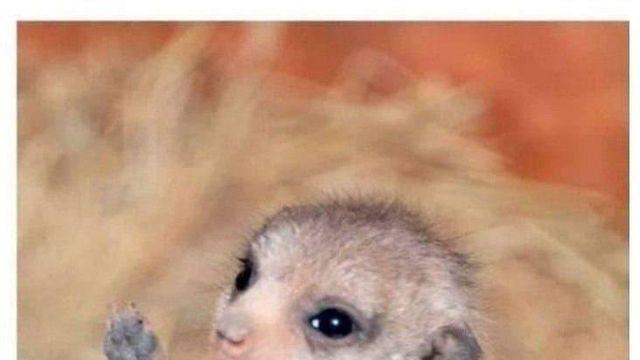 아기 동물 사진들