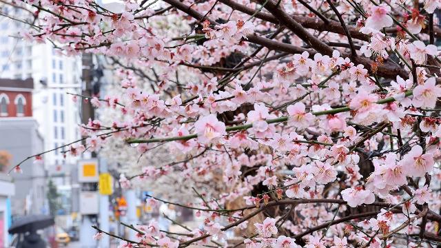대체공휴일 전국에 비 또는 눈…낮 최고기온 4∼12도