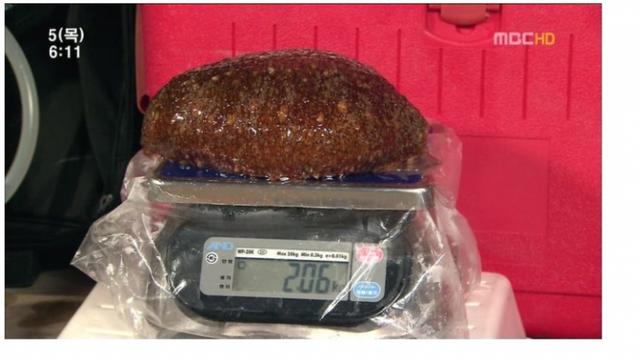 해삼의 미스테리