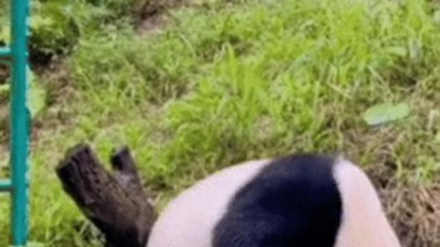 판다들이 비를 피하는 방법 ㄷㄷ.gif