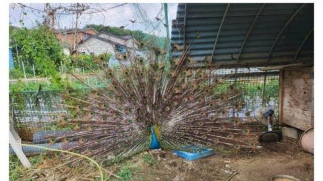 어느 시골집 마당에 들어온 야생 조류