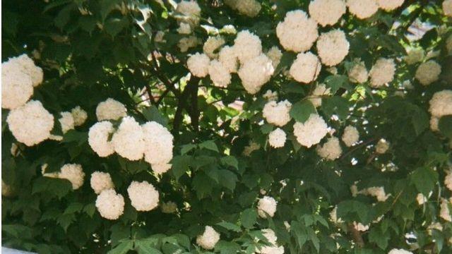 상견례 프리패스상 여배우