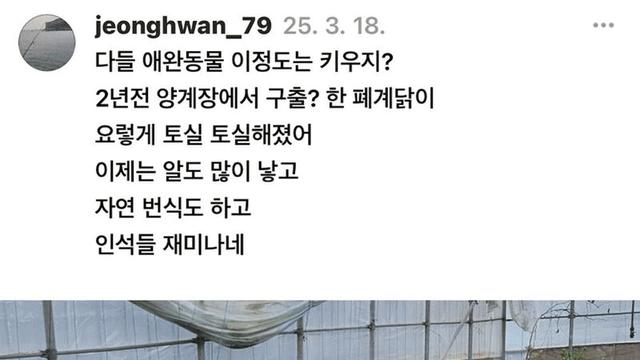 양계장에서 구출한 닭 2년 키운 결과