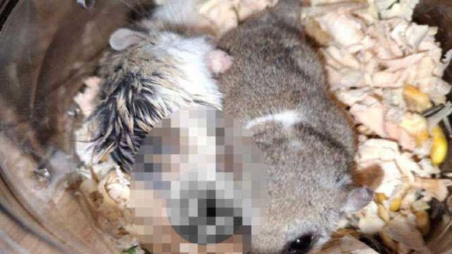 “청소기로 흡입” 햄스터 학대 생중계 30대 송치…수사 중 입양까지