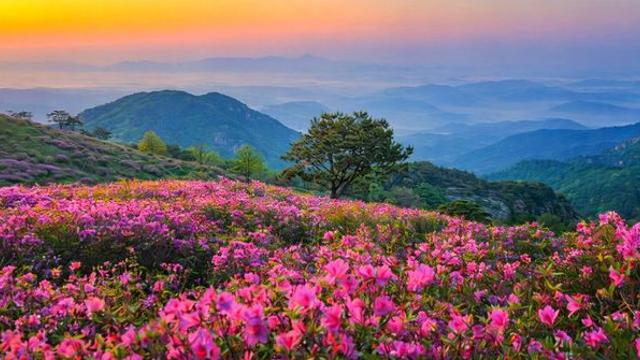 입장료 0원인데 풍경은 ‘압도적’… 해발 1113m에 쫙 펼쳐진 '철쭉 명소'