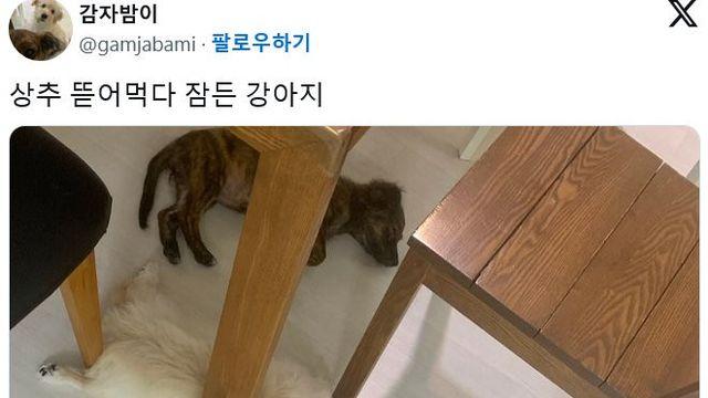 상추 뜯어 먹다 잠든 강아지