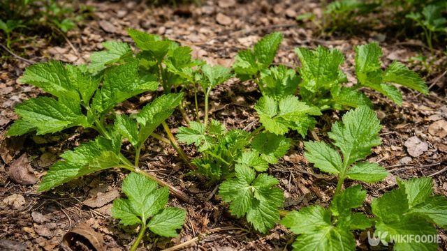 백성이 산에서 캐어 바쳤다… 영월에서 단종이 즐겨 먹었다는 '제철 나물'
