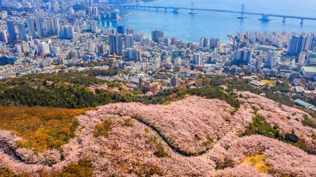 입장료 0원인데 뷰는 100만 불짜리… 3km '벚꽃 터널' 통과하는 역대급 드라이브 코스
