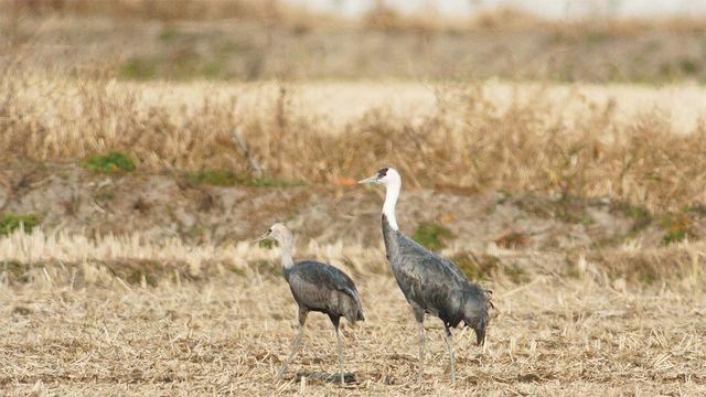 4대강 사업 이후 사라졌었는데… 낙동강서 몇 년만에 떼로 발견된 '멸종위기종'