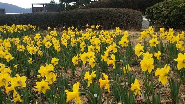 16만 포기의 수선화가 연출하는 노오란 물결의 향연 -이기대공원, 황령산 생태숲으로 수선화 보러오세요!!