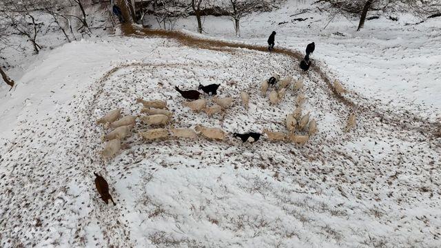한국기행 오늘이 가장 좋은 봄 5부 산양 아빠와 돌 셰프