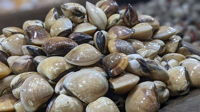 지금 살 제대로 올랐다… 봄에 꼭 먹어야 할 '제철 조개' BEST 5