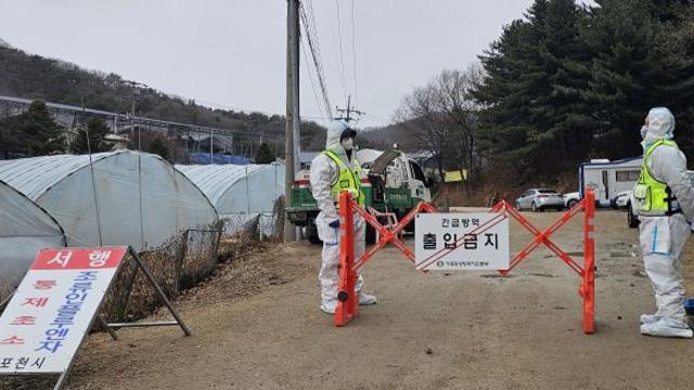 포천 또 AI 발생…가금 농가 밀집 지역 방역 비상