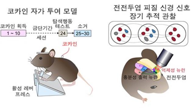 KAIST, 마약 중독 재발 비밀 찾았다…뇌 속 '중독 회로' 발견